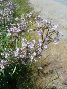 Eriodictyon californicum | California Yerba Santa | 10 Seeds - Picture 1 of 7