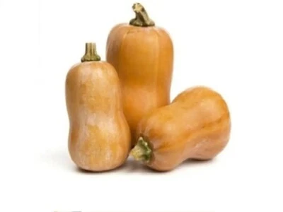 10+ Honeynut Squash Honey Butternut Seeds Cucurbita Baby Buttercup Vegetable - Image 1 of 3