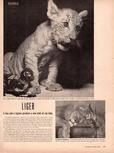 1948 vintage animal article SHASTA the LIGER Lion-Tiger Mix at Utah Zoo 090925 - Picture 1 of 2