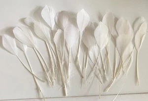 Konvolut 30 Stück elfenbeinfarbene Gänsefedern weiche Bastelfedern für Hut Millinery - Bild 1 von 5