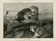 LIONS FIGHTING ARTIST HEWOOD HARDY OLD ANTIQUE 1873 ENGRAVING PRINT  D1