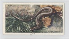 1939 Player's Animals of the Countryside Tobacco Slow Worm #38 a8x