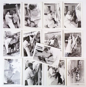 Foto Konvolut Schlachter Metzger Fleischer um 1960 Kalb Schlachtung - Bild 1 von 2