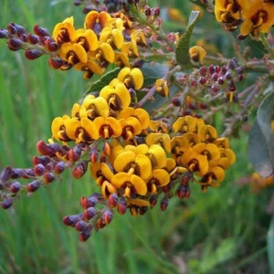 HOP BITTER PEA 15 SEEDS DAVIESIA LATIFOLIA FLOWERING NATIVE SHRUB - Picture 1 of 4