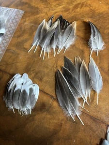 Natural Duck Feathers - Picture 1 of 6