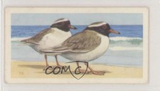 1963 Brooke Bond Wildlife in Danger Tea New Zealand Shore Plover #36 0e3