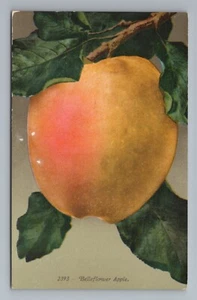 Belleflower Apple Fruit DB Vintage Postcard - Picture 1 of 2
