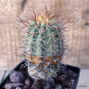 D3480 COPIAPOA HORRIDISPINA KK1713 maceta 10-H12-W6 cm MaMa Cactu - Imagen 1 de 4