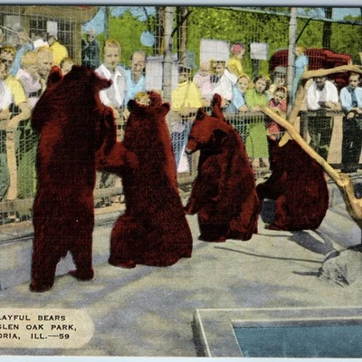 c1940s Peoria, ILL Glen Oak Park Cute Playful Bears Linen Postcard Fun Zoo A234 - Image 1 of 3