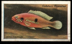 Tobacco Card, Gallaher, THE ZOO AQUARIUM, 1924, Red Cichlid, #62