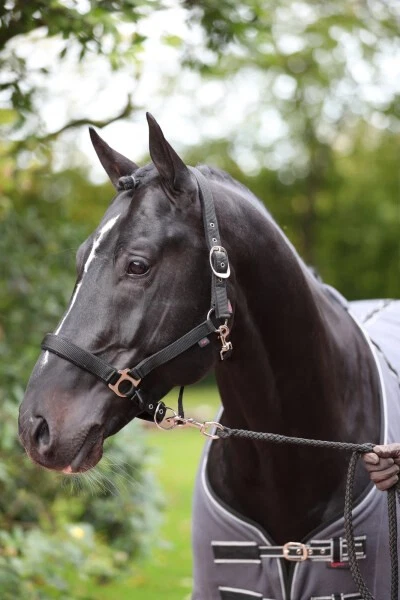 Kerbl Halfter Dexter mit Fleeceunterlage Foal 328654