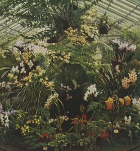 Germany Frankfurt Orchid Greenhouse Old Stereoview Chromoplast Bild 1910's - Picture 1 of 3