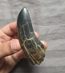 Sehr seltener riesiger Daspletosaurus Zahn Fossil von Tyrannosaurus Rex T-Rex Ancstr - Bild 1 von 6