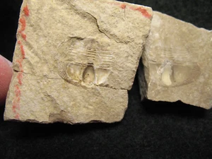 Ordovician trilobite fossil Cryptolithoides ulrichi Viola LS Oklahoma #3 - Picture 1 of 4