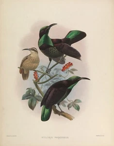 Plate No. 25 Ptiloris Paradiseus Birds of Paradise by Daniel Elliot Giclee Repro - Picture 1 of 2