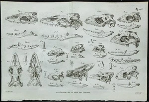 1836 - Skulls Lizards - engraving of Paleontology Of Vat & Anatomy - Bild 1 von 5