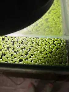 Duckweed Live Aquarium Plant Starter culture snail free - Picture 1 of 1