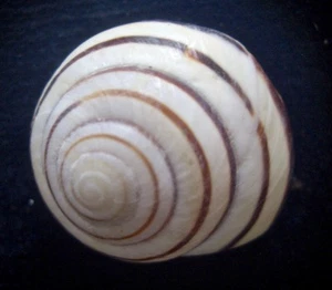 landsnail Asperitas trochus 28-30mm F+++/F++ - Picture 1 of 3