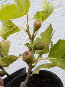 Ficus carica “Negronne" BESTE Sorte, blattlos da Herbst/Winter - Bild 1 von 9