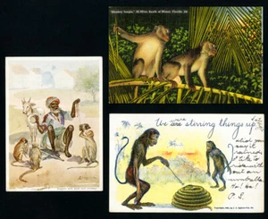 US Stamps 3x Very Scarce Monkey Postcards - Picture 1 of 2