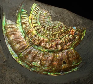Rainbow iridescent Caloceras ammonite fossil display piece 91mm ammolite UK rock - Picture 1 of 6