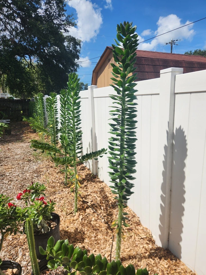 5x GIANT Pereskiopsis. 5" Cuttings. Grows 15 '+ And Thicker than Soda Can. HUGE - Image 1 of 4