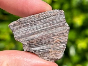 Protostega Fossil Cretaceous Turtle Shell Dinosaur Bones Ozan Formation - Picture 1 of 5