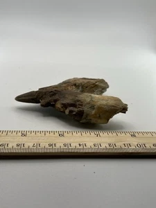 BASILOSAURUS TOOTH FOSSIL Late Eocene 40 Mi Yrs Old Artiodactyl 3.5” SC 310 - Picture 1 of 5