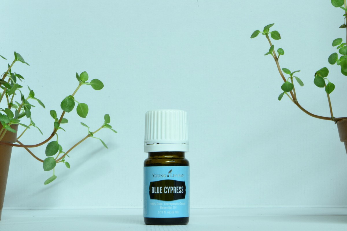 ヤングリヴィング　BLUE CYPRESS 5ml 2本 ヤング・リヴィング-アイダホブルースプルース 5ml | ヤング