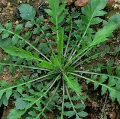 250+ Shepherd's Purse Capsella Seeds Bursa-pastoris Ji Cai Naengi 多粒大叶荠菜种子 USA - Image 1 of 4