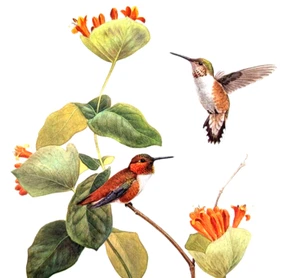 J L Lansdowne Vögel RUFOUS HUMMINGBIRDS 10X14 Vintage Kunstdruck Book Plate 31 - Bild 1 von 4