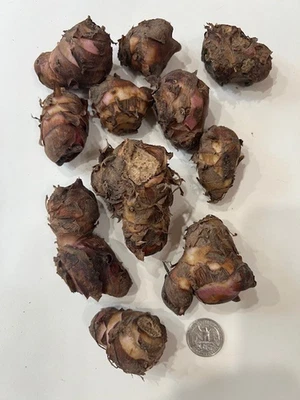 11 canna bulbs rhizomes - Image 1 of 2