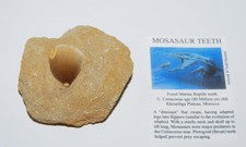 MOSASAUR Dinosaur Tooth in Matrix Fossil 1 to 1 1/4" size M #1394 11o