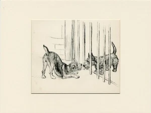LAKELAND & SCOTTISH TERRIER OLD 1935 DOG ART PRINT by K F BARKER READY MOUNTED - Picture 1 of 1