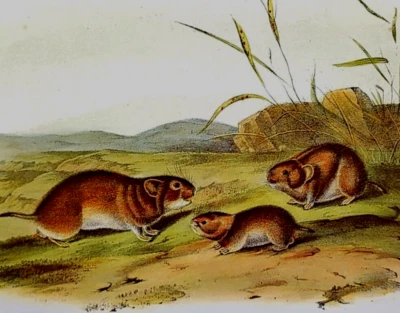 John Audubon Wildlife Meadow Mouse Vintage Livro de Arte Placa Impressão 115 - Imagem 1 de 3