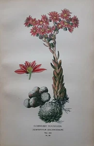 1897 Cobweb Houseleek Druck. Edward Step. 126 Jahre alt. Rosa Blumen. - Bild 1 von 4