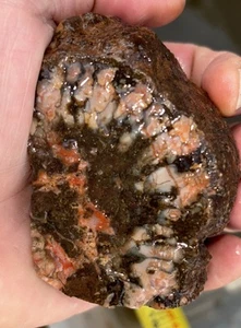 A lot of colorful coprolite dinosaur 5 Pounds 4 Ounces - Bild 1 von 17