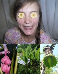 3 Sorten Samen-Sortiment schneIIwüchsige winterharte Bananen-Palmen - Bild 1 von 1