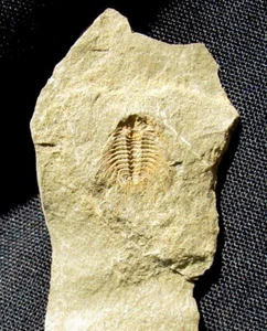 AUSSTERBEN - ULTRA SELTENER STACHELIGER DIACANTHASPIS TRILOBIT AUS SWATARA GAP - KOMPLETT - Bild 1 von 3