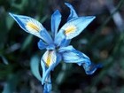 30+ Blue Iris Missourensis Perennial Flower Seeds