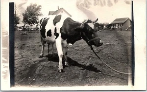 RPPC IL Holstein-Friesian Dairy Cow Rope Neck Farm Life Real Photo Postcard - Picture 1 of 2