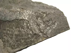 Permian fish Aeduella blainvillei partial fossil specimen HEAD section #H3 - Picture 1 of 6