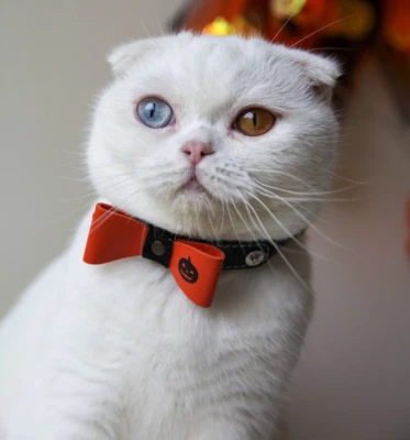 Collar de seguridad inteligente de cuero de lujo para animales Halloween con pajarita para gatos Foto 1 de 3