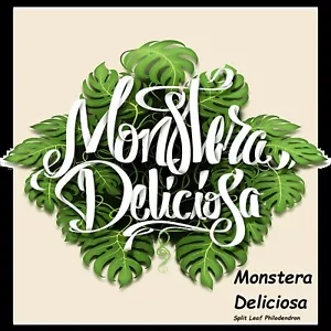 Monstera Deliciosa ~Split Leaf Philodendron~ Beautiful sml Philodendron Plant - Picture 1 of 9