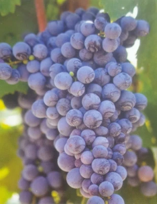 FREDONIA Grape 1 Gal. Live Vine Plant Grapes Garden Vineyard LOOK FREE RECIPE - Image 1 of 2