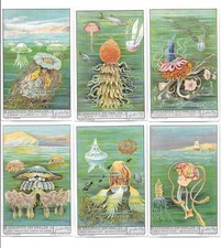 LIEBIG TRADE CARDS, THE BEAUTY OF JELLYFISH 1935 Set of 6 Cards (S1321 Dutch)