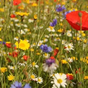 100% Wild Flower Seeds Scented  NO GRASS Bee Butterfly Mix Meadow Garden seed UK - Picture 1 of 6