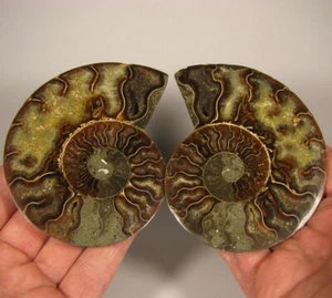 4" AMMONITE Fossil Split Polished Pair - Madagascar - Picture 1 of 9