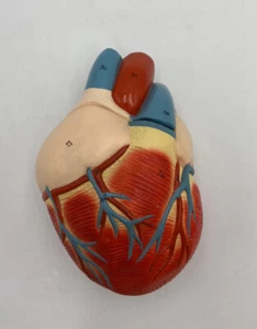 Denoyer Geppert Anatomical Model Nonbreakable Life-Size Heart 0131-00 w/o stand - Picture 1 of 3