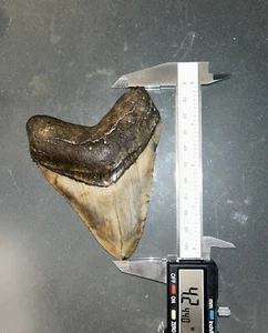 MEGALODON denti di squalo gigante fossile tutto naturale grande 4,2 dente di dinosauro OBO - Foto 1 di 4